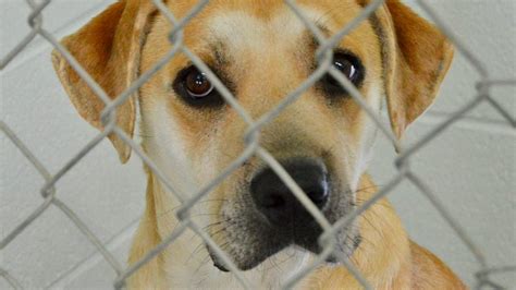 Horry county animal shelter - Horry County Animal Care Center is filled to capacity with a majority of the dogs and puppies being held as part of pending abuse cases. The overcrowding has forced the shelter to use a tent from ...
